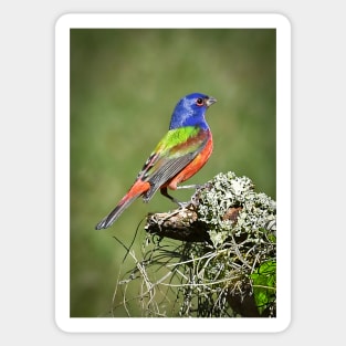 Painted Bunting Male Bird in Florida Sticker